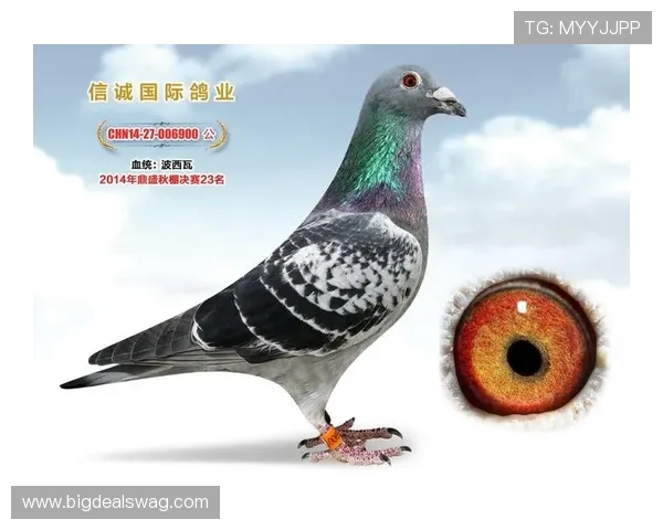 全面介绍AG国际真人版全站登录流程及安全保障措施确保玩家账号安全与顺畅体验