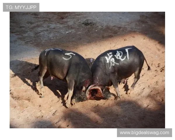 真人斗牛大全:常见问题解答与新手入门指南让你快速上手真人斗牛游戏 真人斗牛大全:常见问题解答与新手入门指南让你快速上手真人斗牛游戏